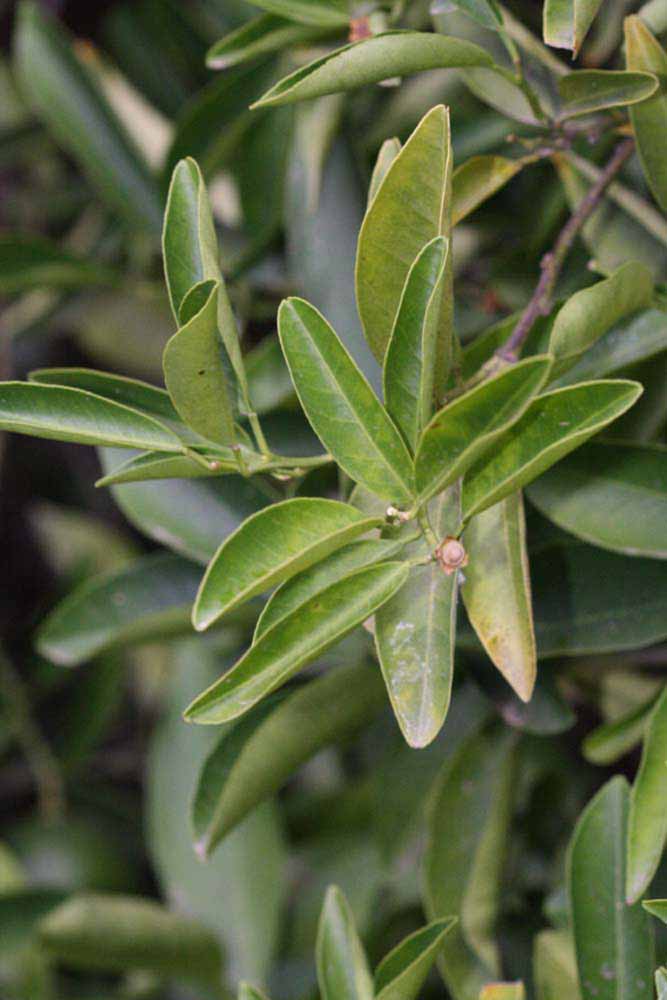              Sun leaves (Riverside, CA)       